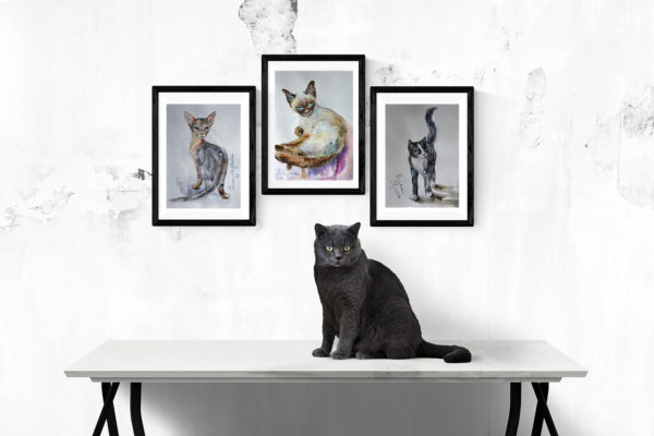Серия картин кошки.